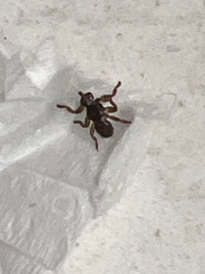 Phorid Fly