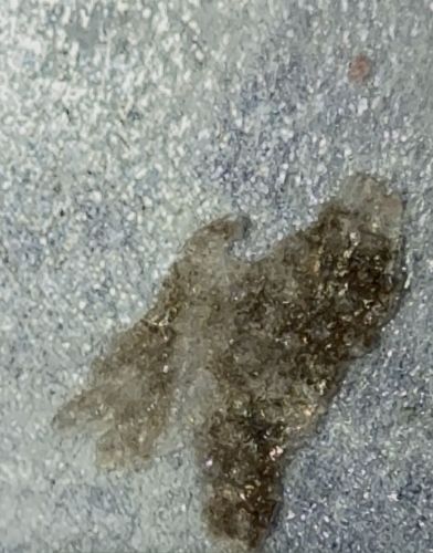 Unknown Organic Residue (Likely Smeared Insect or Detritus)