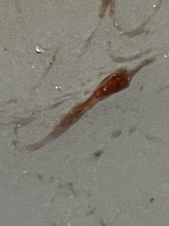 Pseudoscorpion