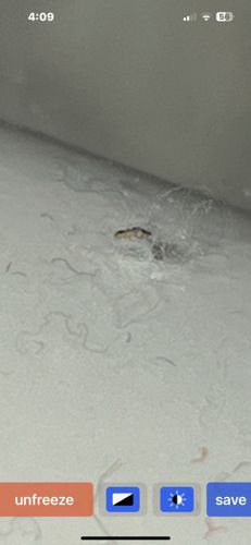 Carpet Beetle (larva)