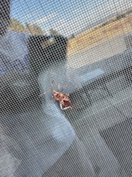 Western Conifer Seed Bug