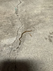 Soil Centipede