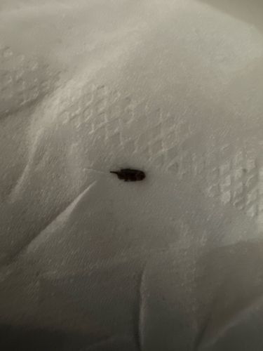 Fly (likely a house fly or similar common fly species)