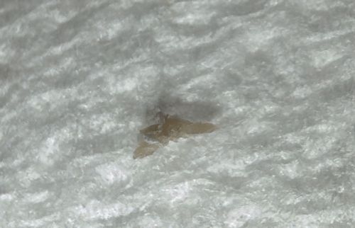 Webbing Clothes Moth