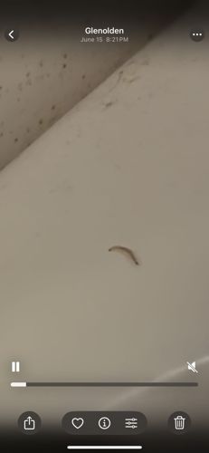 Moth fly larva (or Drain fly larva)