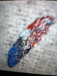 Carpet Beetle Larva (Anthrenus)