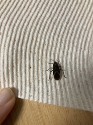 Boxelder Bug