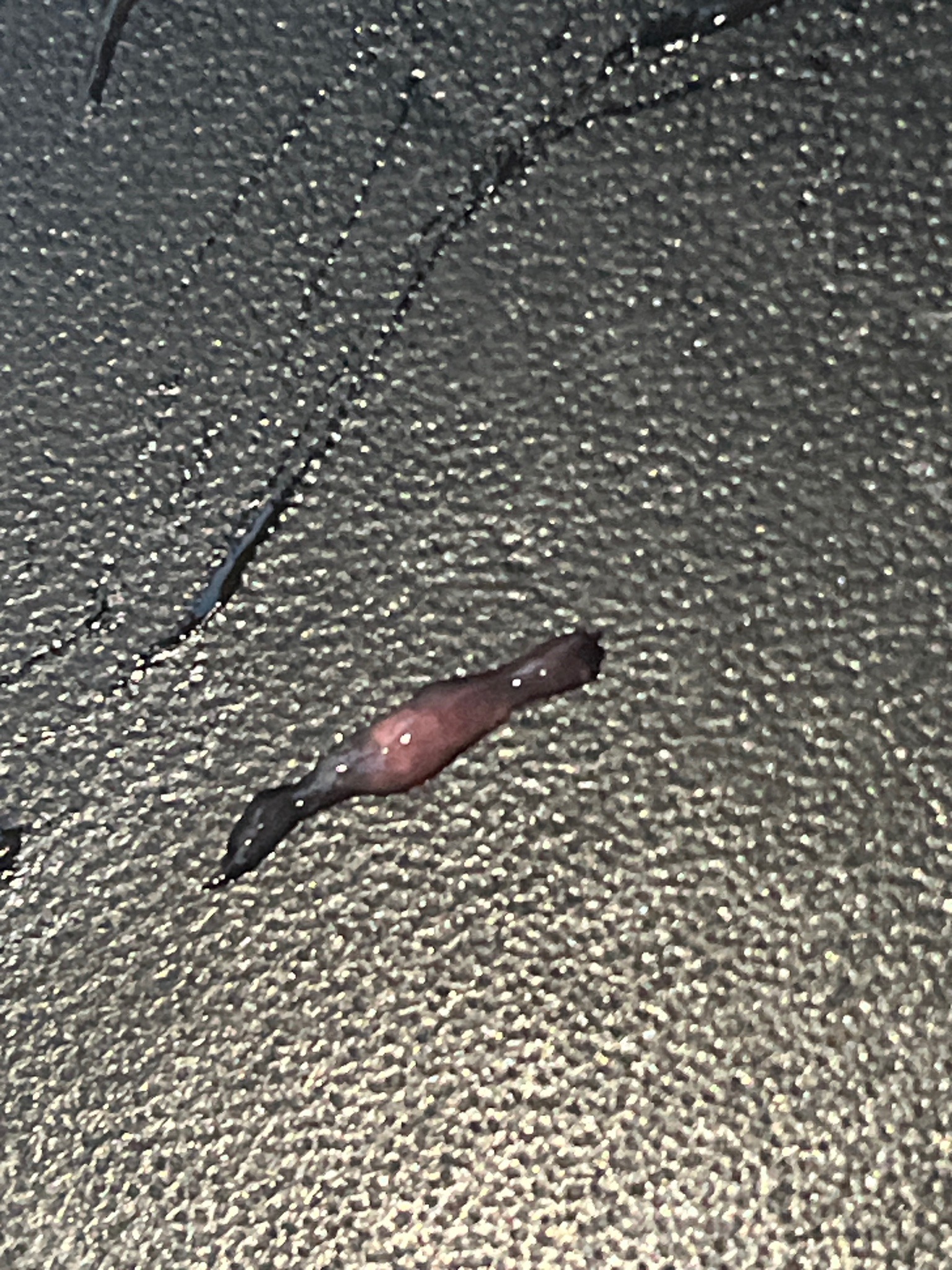 Hammerhead Worm