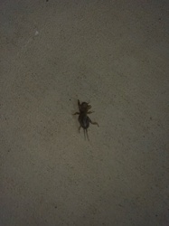Mole Cricket