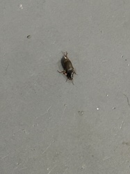 Mole Cricket