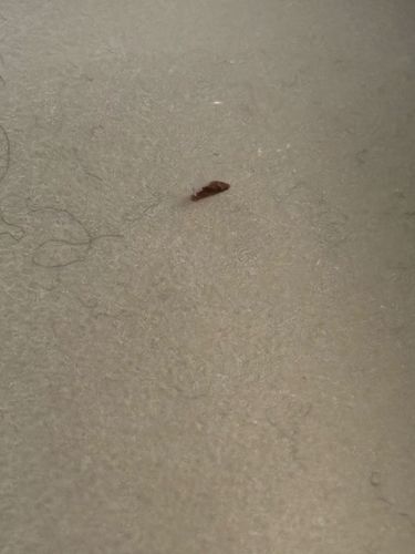 Indian Meal Moth