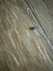 Carpet Beetle Larva (sometimes described as 'Woolly Bear')