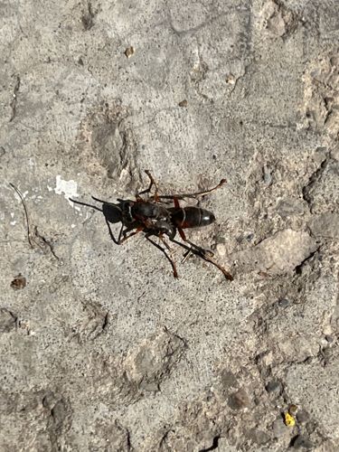 Tarantula Hawk Wasp (possibly subspecies)