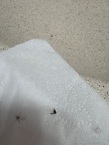 Drain Fly (also known as Moth Fly or Sewer Fly)