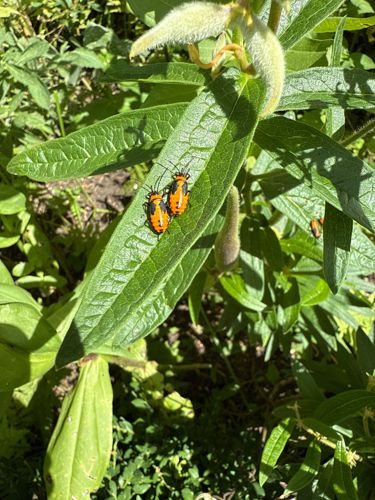 Small Milkweed Bug