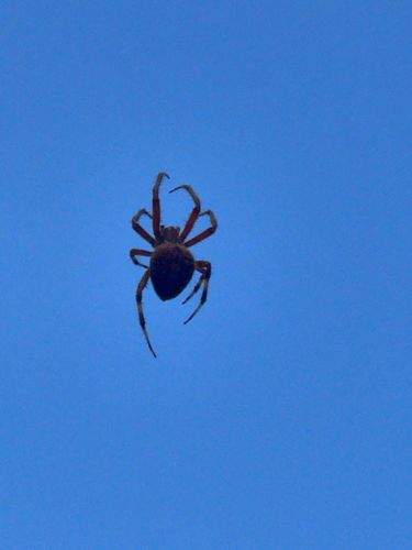 Orb Weaver Spider