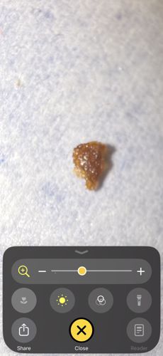 Probable Debris or Non-Insect Specimen