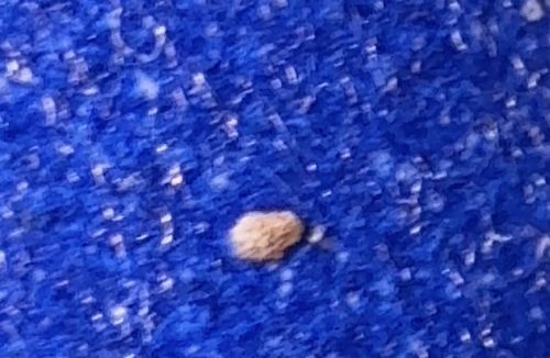 Varied Carpet Beetle (Larva)