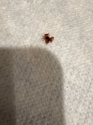 Brown recluse spider