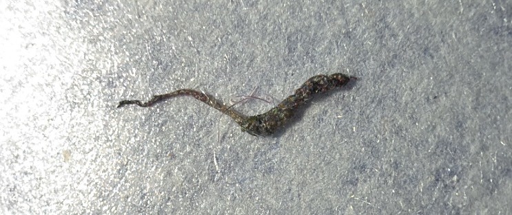 Rat-tailed maggot