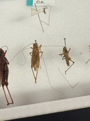 Camel Cricket / Cave Cricket / Spider Cricket