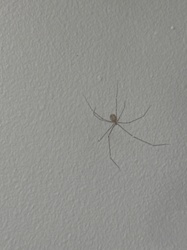 Cellar Spider, Daddy Long-legs Spider