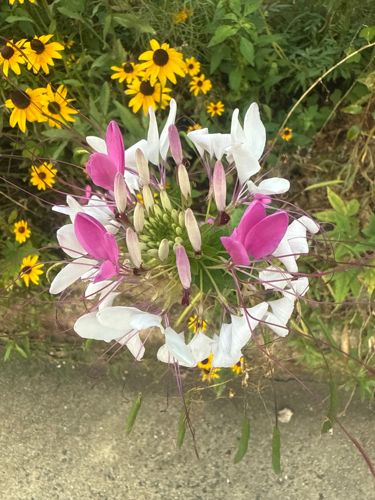 N/A - No insect or bug is clearly visible in the provided image.