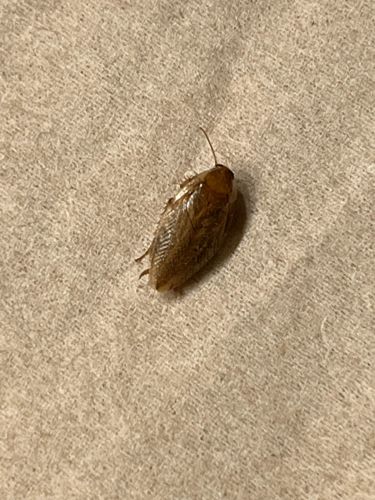 German Cockroach