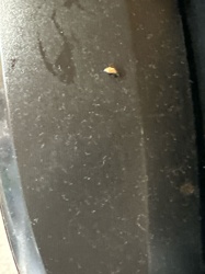 Human Louse (Head or Body Louse)