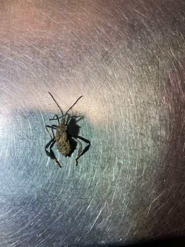 Wheel Bug