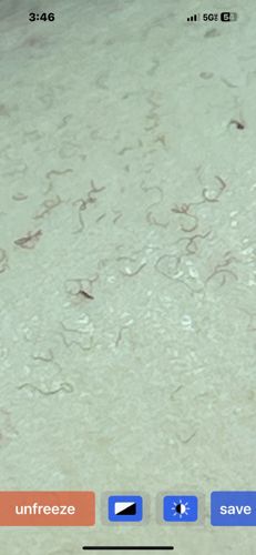 Sarcoptic mite (or scabies mite)