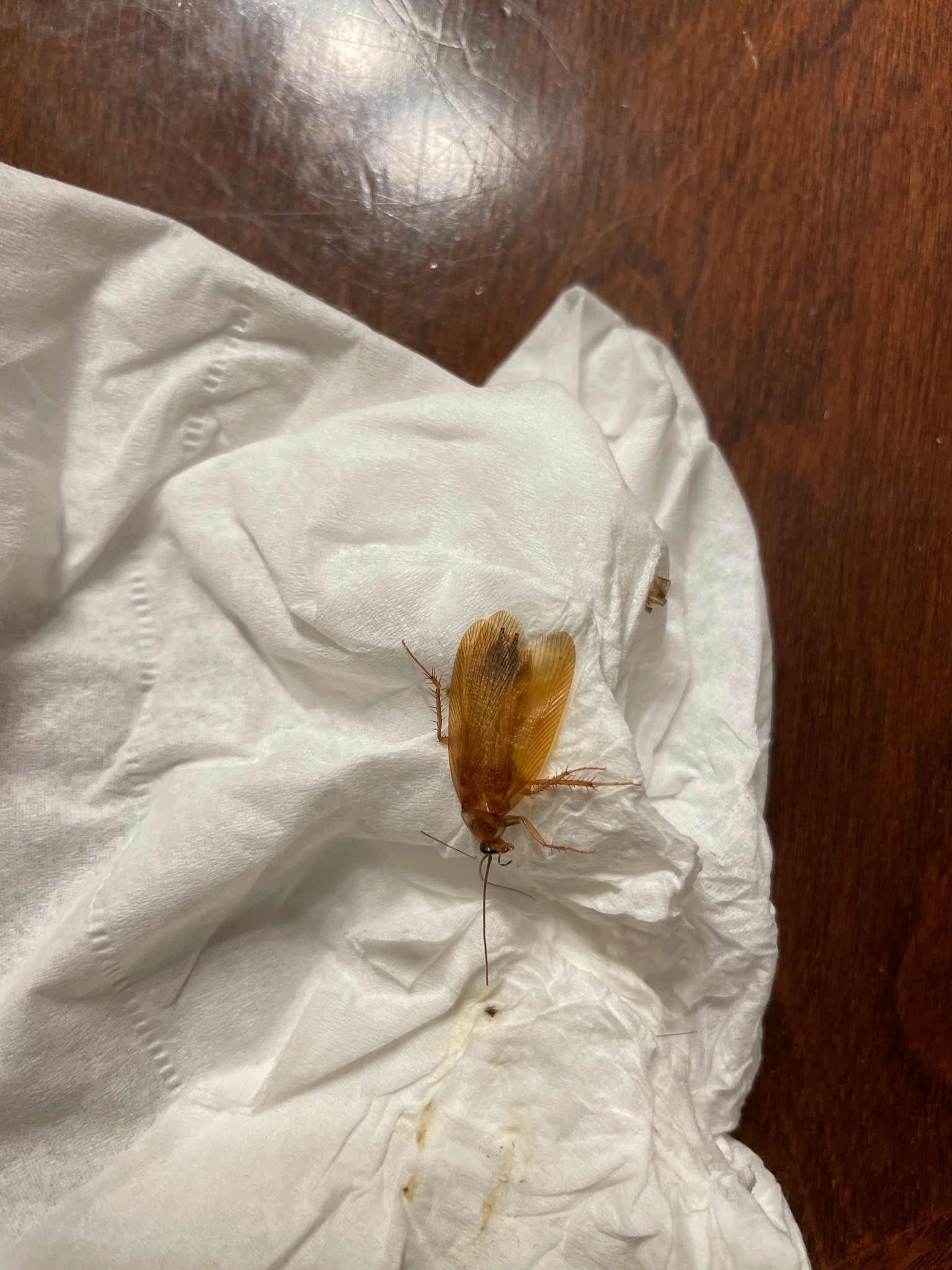 American Cockroach