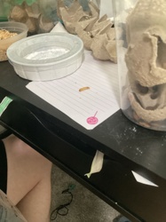 Mealworm (larva)