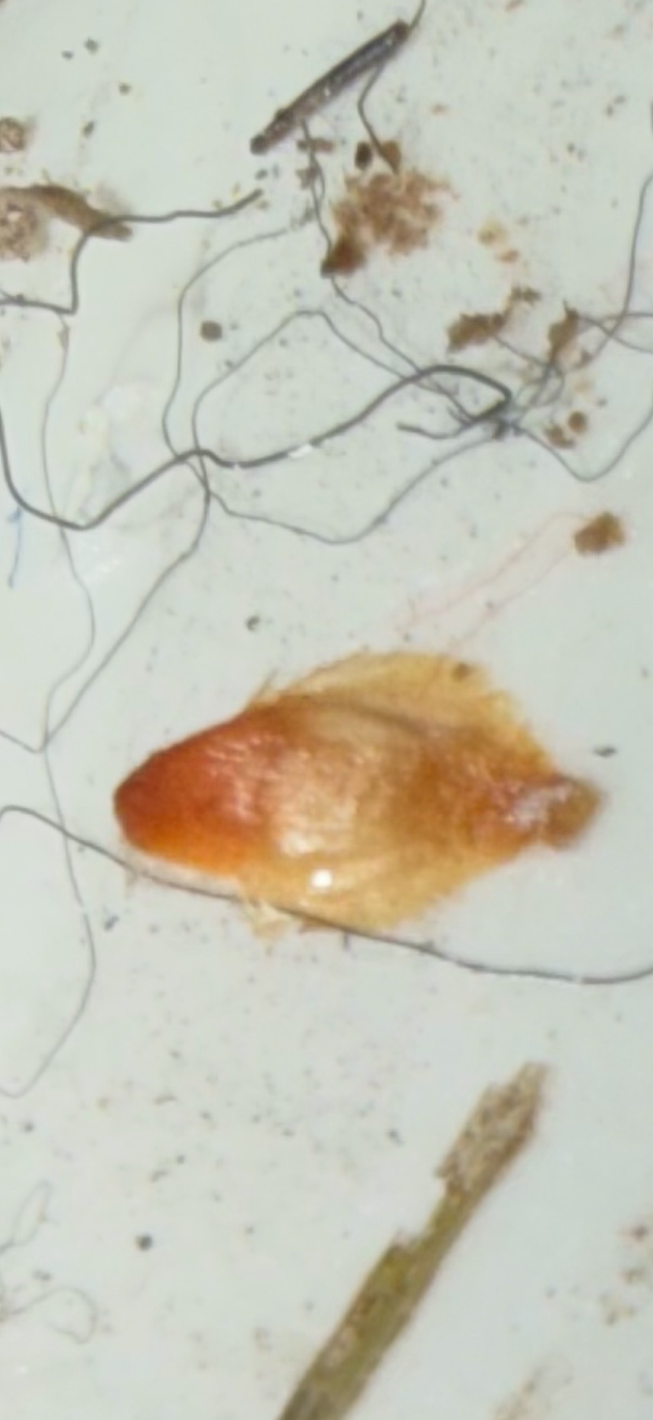 Plant Seed (potentially Birch or Spruce)