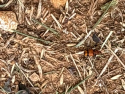 Ant-mimicking blister beetle