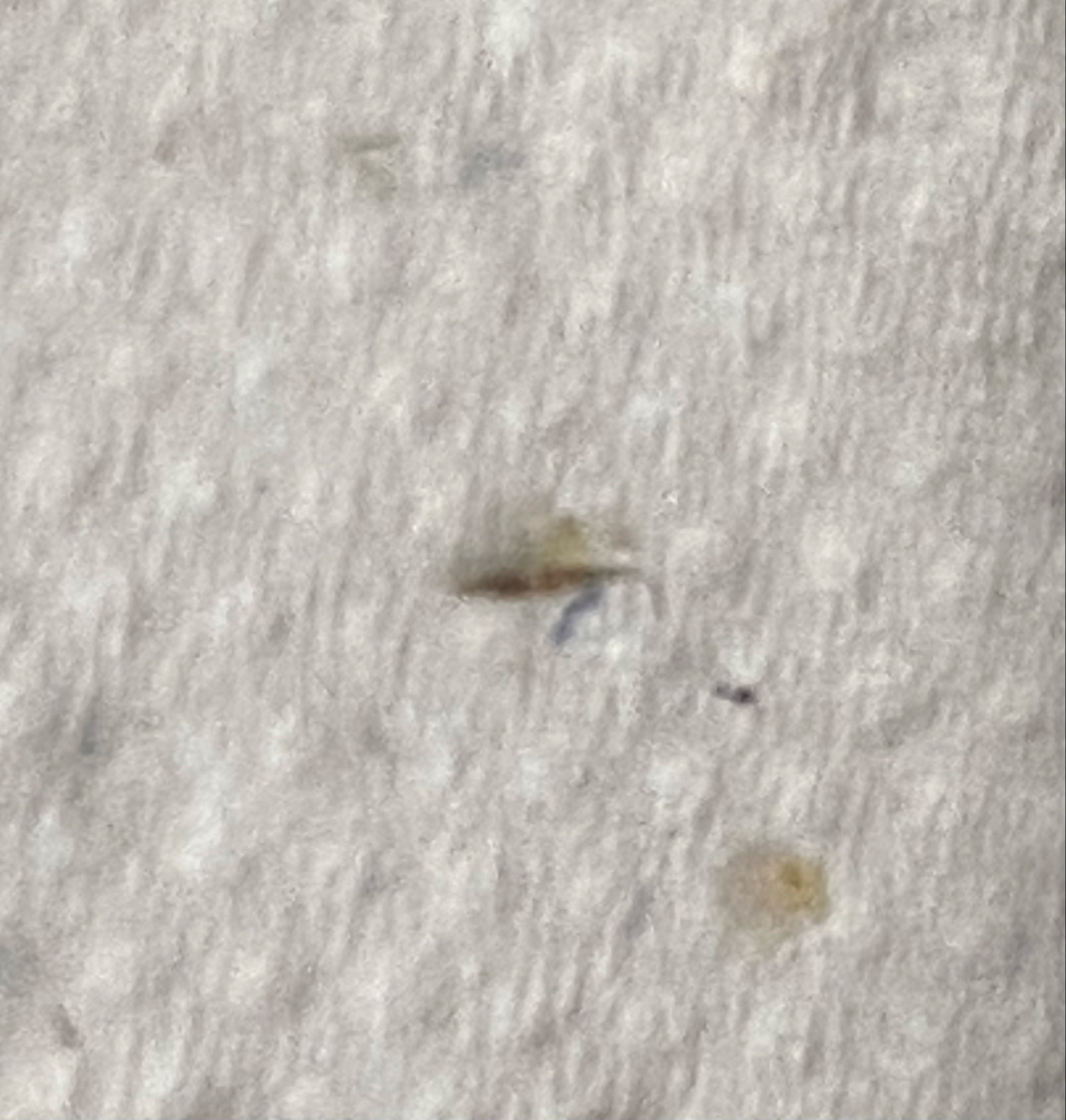 Silverfish