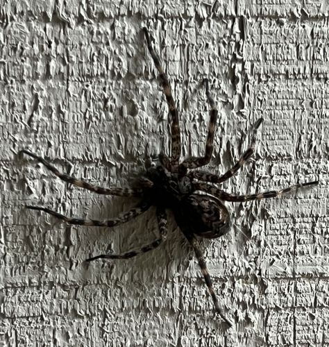 Wolf Spider