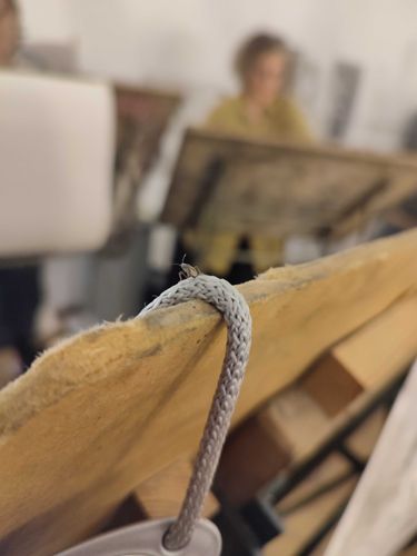 Western Conifer Seed Bug