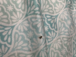 Carpet beetle (likely varied carpet beetle or black carpet beetle)