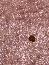 Household Casebearer Moth