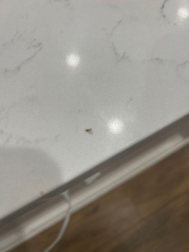 Phorid Fly, Scuttle Fly, Humpbacked Fly