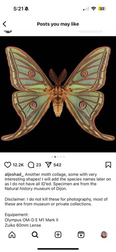 Moon Moth (likely an Actias species, possibly Chinese Moon Moth or a closely related species)