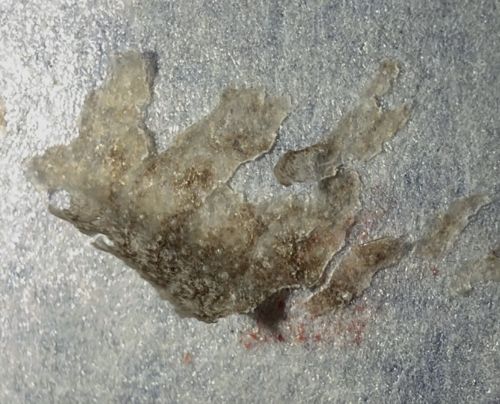 Not a bug (Dried biological residue or skin flake)