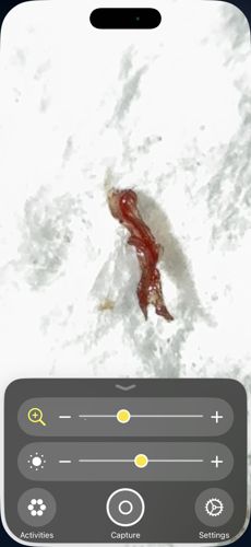 Bloodworm (Chironomid Larva)