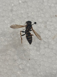 Paper Wasp
