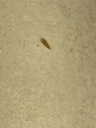 Carpet Beetle Larva