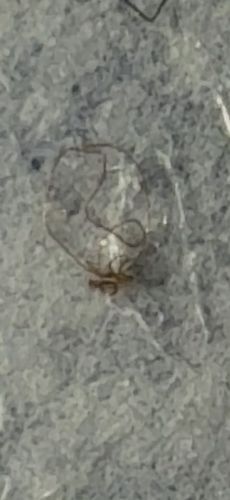 Lace Bug