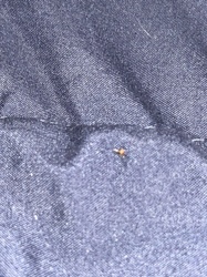 Fruit Fly