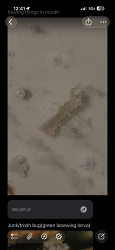 Green Lacewing Larva (Junk Bug / Trash Bug)