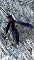 Great Golden Digger Wasp